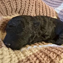 Snoopy - Black male Mudi puppy in Central, South Carolina from Ewenique Kennels