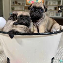 Gertie - Fawn female Pug puppy in Indiahoma, Oklahoma from Farm Fresh Doodles