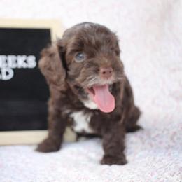 Cockapoo Puppies from Darling Doodles
