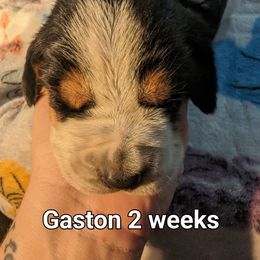 Gaston - Basset Hound puppy in Cardington, Ohio from Buckeye Bassets 419