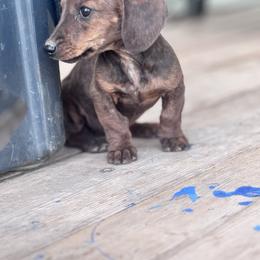 Dachshund Puppies from Bootheel Doxies