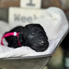 Curly-Coated Retriever Puppies from Ayershire Kennels