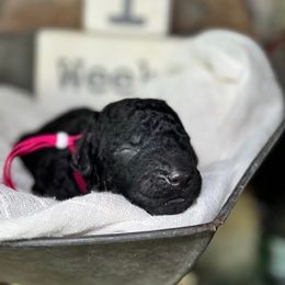 Curly-Coated Retriever Puppies from Ayershire Kennels