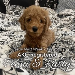 Red Collar - Boy3 - Poodle puppy in Houston (Rosenberg Area), Texas from Danielle's Poodles