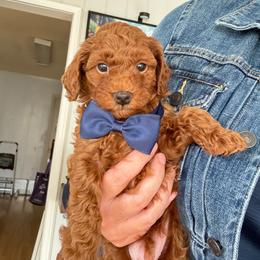 Buster - Red  male Poodle puppy in Beaverton, Oregon from Teddy toy poodle house