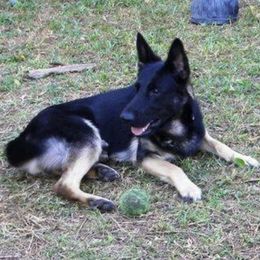 German Shepherds from Stone Creek Shepherds