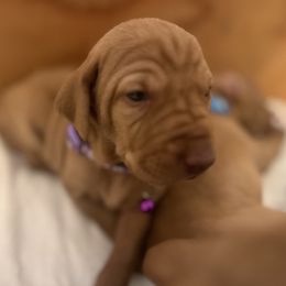 Vizsla Puppies from Gentleman Jack's Flying Vizslas
