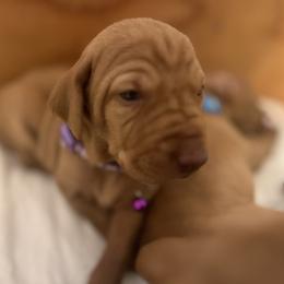 Vizsla Puppies from Gentleman Jack's Flying Vizslas
