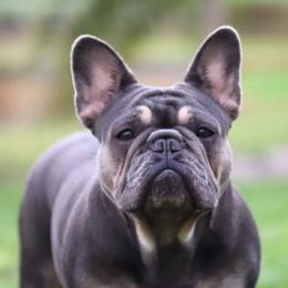 Reona - French Bulldog