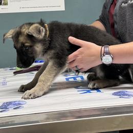 Gunnar-S - Black and tan male German Shepherd puppy in Perkasie, Pennsylvania from Twila Ruth Herot