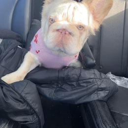 French Bulldog All Grown Up from Kallie’s Kennel