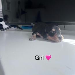 Girl 2 - Black and tan female Dachshund puppy in Harrisburg, Oregon from Funny Farm Dachshunds