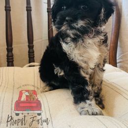 Assorted Doodle Crosses Puppies from Propst Farm Doodles