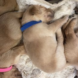 Golden Retriever Puppies from Tradershire Goldens