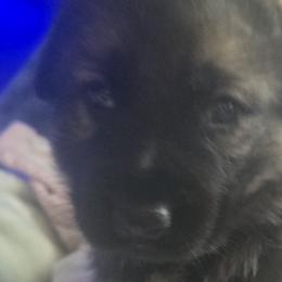 German Shepherds from Pheonix Farm