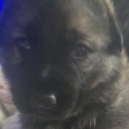 German Shepherds from Pheonix Farm