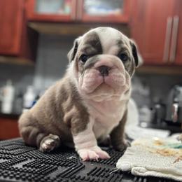 Willow Blue Brindle - Fawn brindle and white female Bulldog puppy in Emporia, Kansas from Kansas Grand St English & French Bulldogs