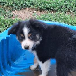 Chloe - Black tri female Miniature Australian Shepherd puppy in Fairview, South Dakota from Dakota Toy Aussies