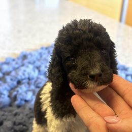 Tank - Parti male Poodle puppy in Washington, Pennsylvania from Patriotic Poodles