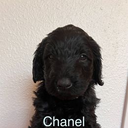 Chanelle - Black female Schnoodle puppy in Pleasanton, Texas from Gooch Canines (Giant Schnoodles)