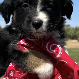 Australian Shepherds and Miniature Australian Shepherds from Puppy Love Ranch Mini Aussies