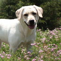 Labrador Retrievers from Castle Hills Labradors