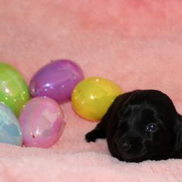 Emory - Black female Dachshund puppy in Staley, North Carolina from Langley Farms Dachshunds