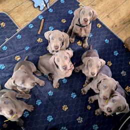 Weimaraners from Colfaidar Weimaraners