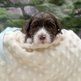 North - Chocolate male Australian Labradoodle puppy in Anderson, California from Shaggy Doodles