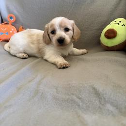 Chonk - Red male Dachshund puppy in Mount Vernon, Ohio from Double A Dachshunds