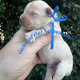 Malbec - Wheaten male Miniature Schnauzer puppy in Newark, Ohio from Tuckered Out Schnauzers