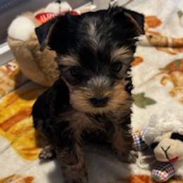 Ollie - Blue and gold male Yorkshire Terrier puppy in Bee Branch, Arkansas from Fox Ridge Kennels