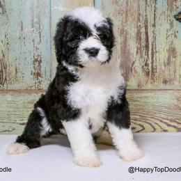 Bernedoodle, Goldendoodle, Sheepadoodle, and Aussiedoodle Puppies from Happy Top Doodles