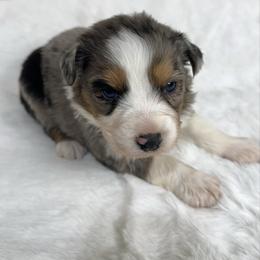 Tally - Blue merle female Australian Shepherd puppy in Vail, Iowa from Homegrown Huskies