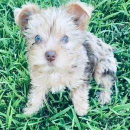 Rocky - Yorkshire Terrier