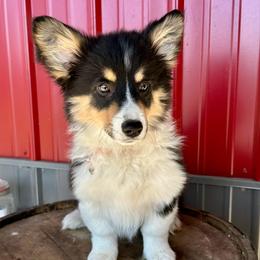Pink collar Girl Holly - Black and tan female Pembroke Welsh Corgi puppy in Paris, Kentucky from Flat Run Corgis