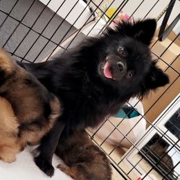 Pomeranians from JC Pomz