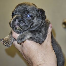 Dachshund and French Bulldog Puppies from Black Thunder 517 Cane Corso and Dachshunds