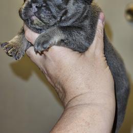 Dachshund and French Bulldog Puppies from Black Thunder 517 Cane Corso and Dachshunds