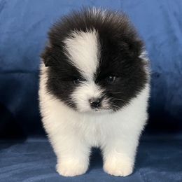 Murphy - Black parti male Pomeranian puppy in Woodsfield, Ohio from Country Lane Kennels