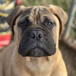 Bullmastiffs from Marconian Bullmastiffs