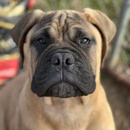 Bullmastiffs from Marconian Bullmastiffs