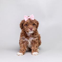 Apricot Girl 1 AKC - Apricot female Poodle puppy in Miami, Florida from JF Kennels Miniature & Toy Poodles