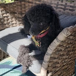 Maggie - Poodle