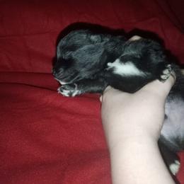 Spot - Black parti male Pomeranian puppy in Wanette, Oklahoma from Council Creek Cuties