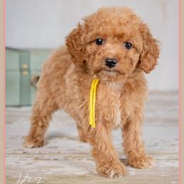 Remy - Red female Cockapoo puppy in Connersville, Indiana from Deaz Doodle Ranch
