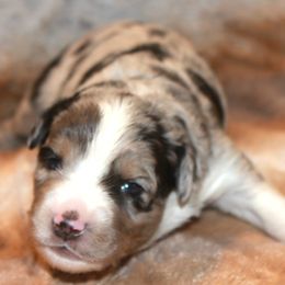 Raider - Blue merle male Miniature Australian Shepherd puppy in Ionia, Iowa from Sapphire Stables