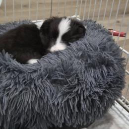 Shetland Sheepdogs from Therese Walters