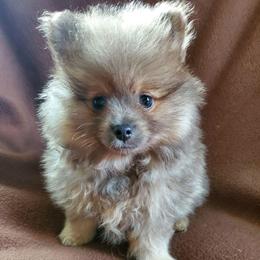 Olivia - Lavender female Pomeranian puppy in Bellevue, Iowa from Fluffy Wonders Poms and Doodles