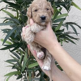Goldendoodle Puppies from Desert Doods